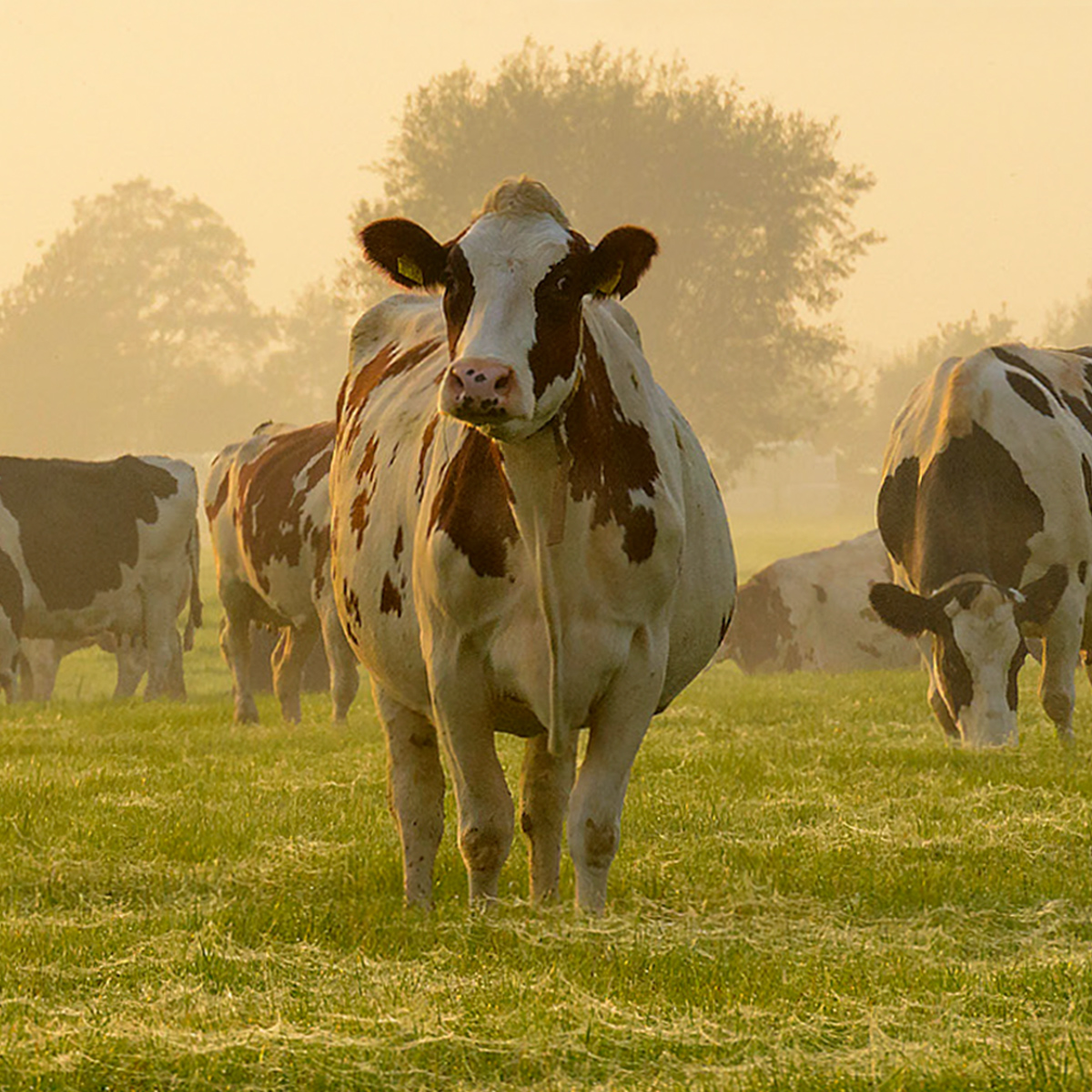 Cows in a field