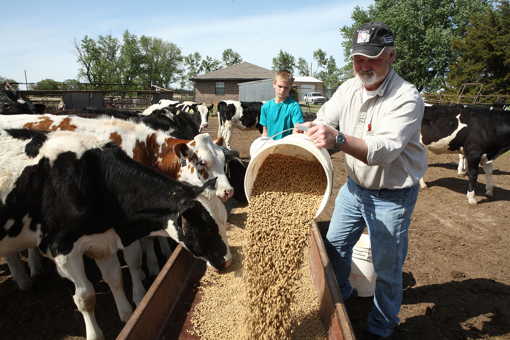 Putting feed out for heifers (young females who have not had a calf yet) on the dairy.