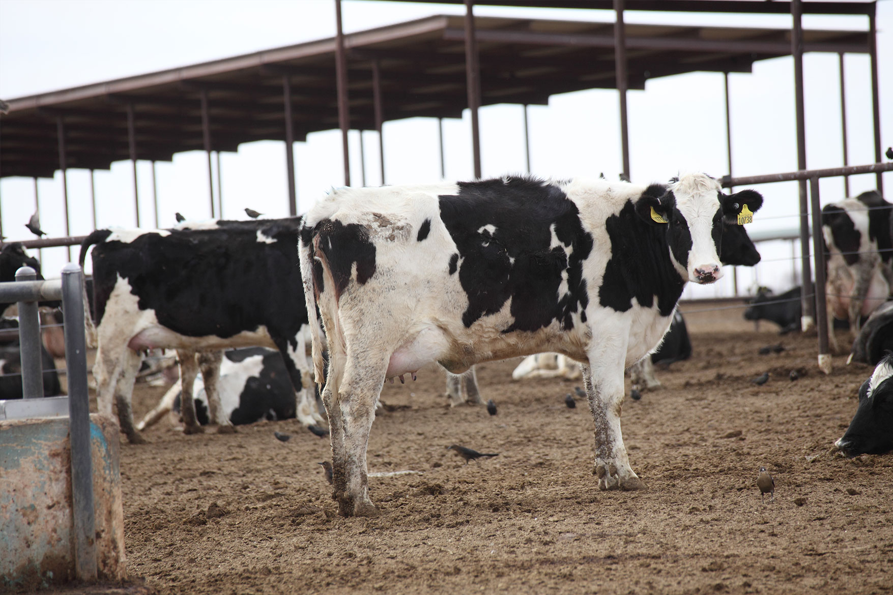 A cow looks at our photographer from across the dry lot at Fox Dairy.