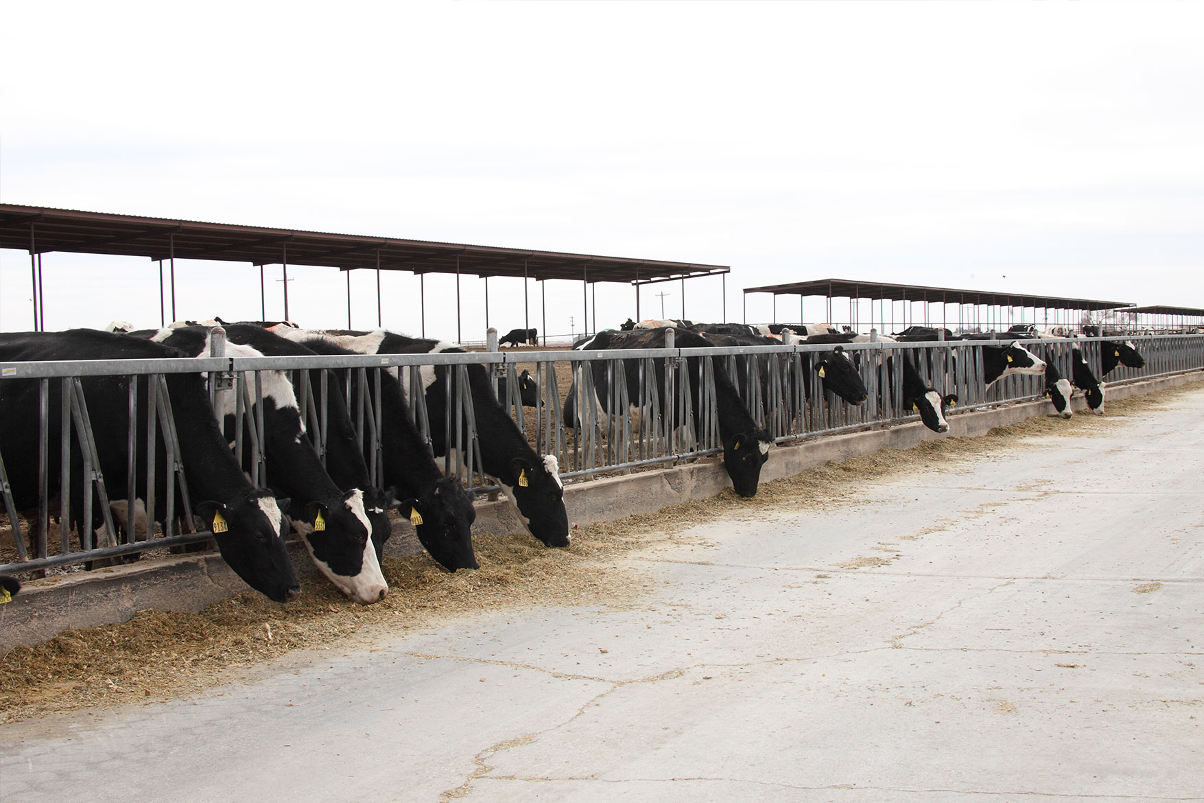 Holstein cows eating some of the 50 pounds of feed they'll each eat for the day.