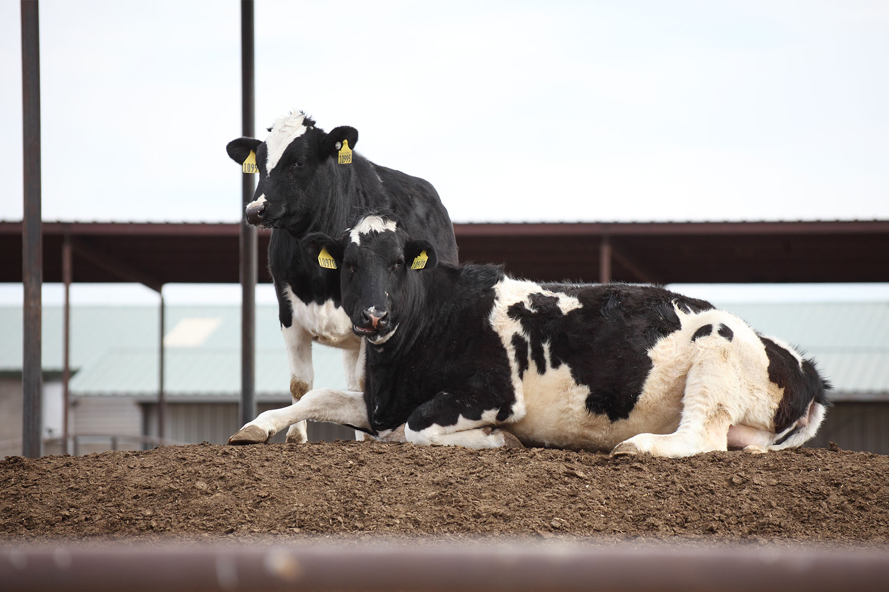 Two Holsteins enjoying life on a dry lot dairy.