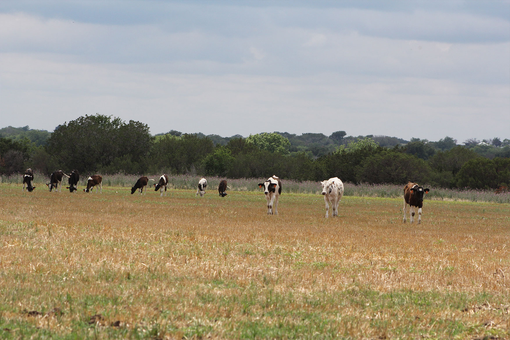 Holsteins enjoying the pasture at Kow Castle Dairy.