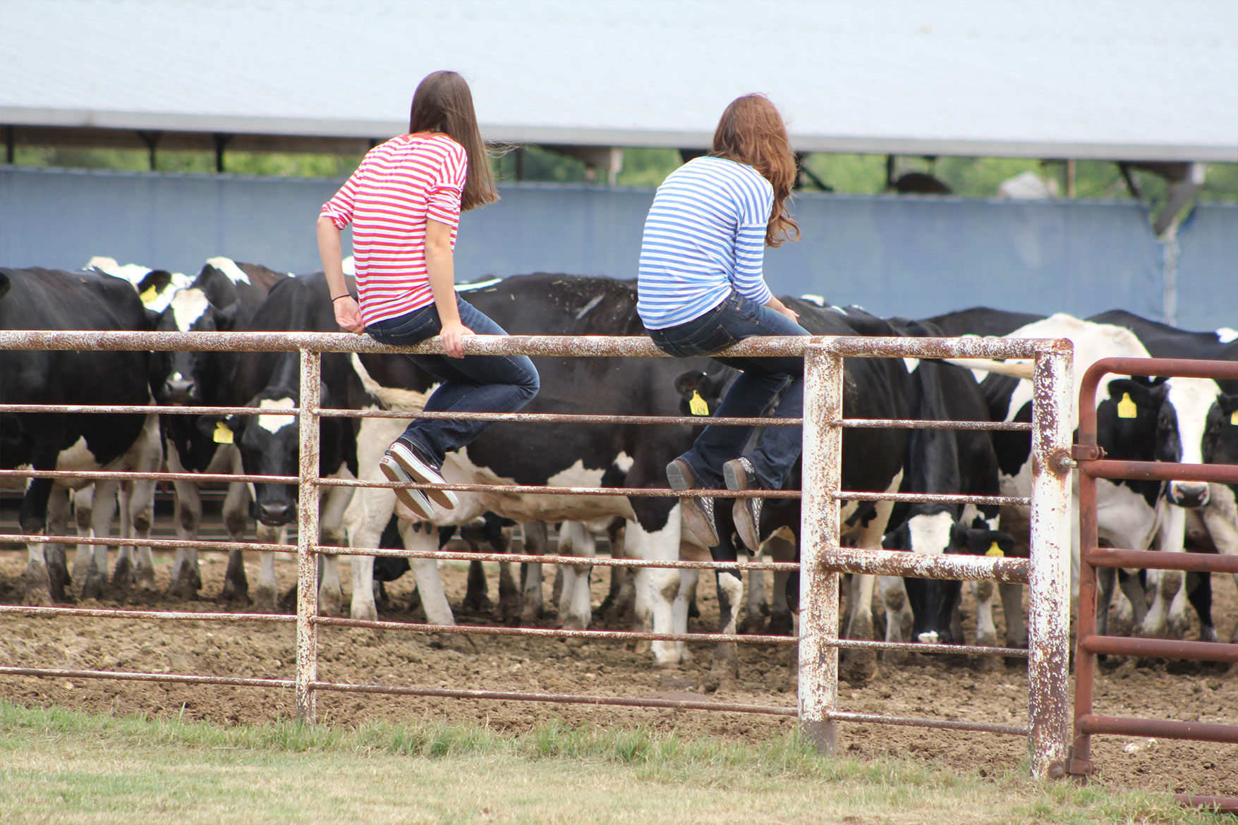 The third generation of Haedge family looks out at the herd.
