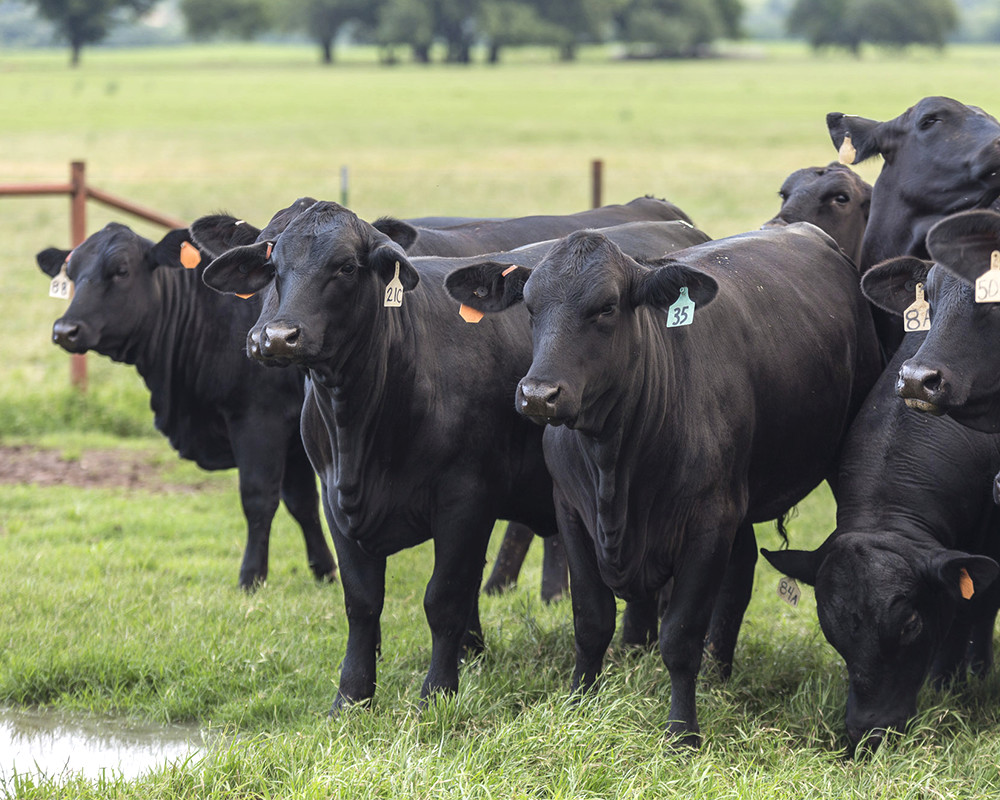 A herd of beef cows, which the family also raises.