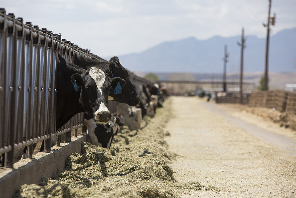 Holsteins enjoy their feed in front of the New Mexico mountains.