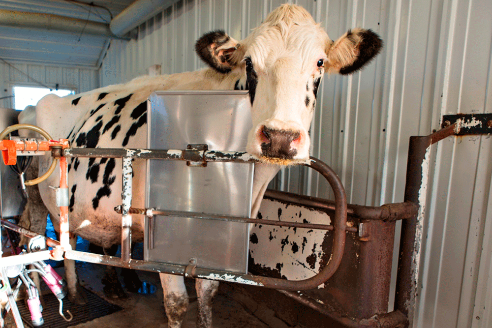 While waiting to be milked, a cow checks out our photographer.