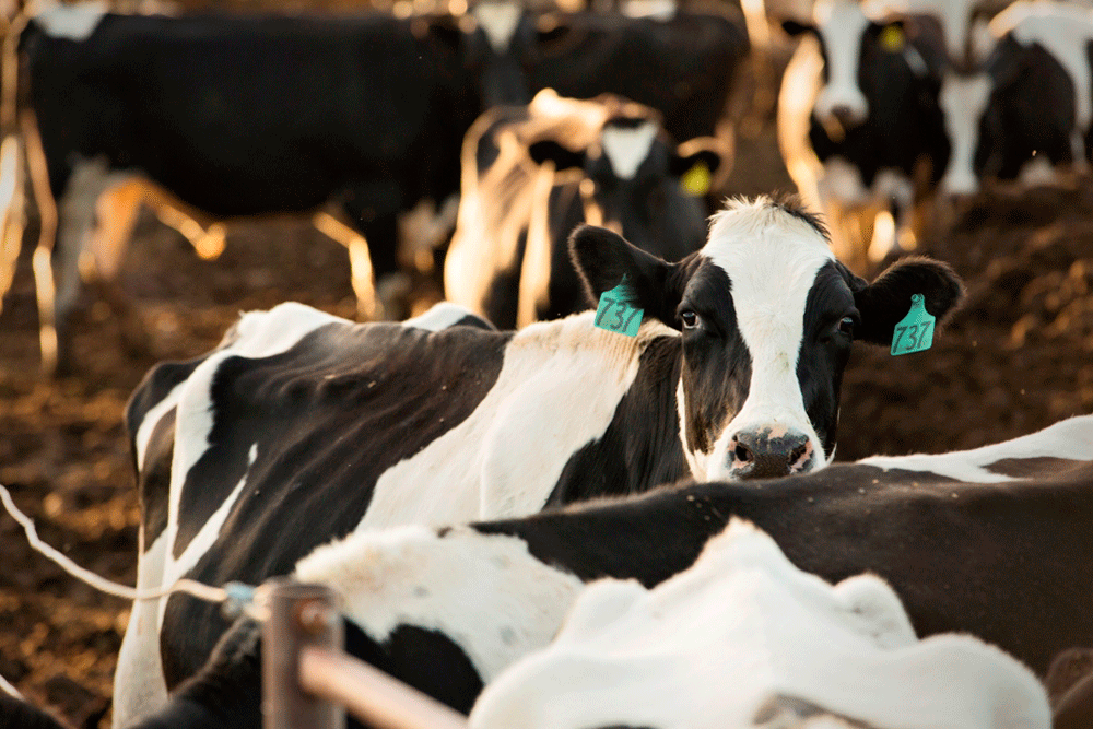 A curious Holstein cow peers at the camera.