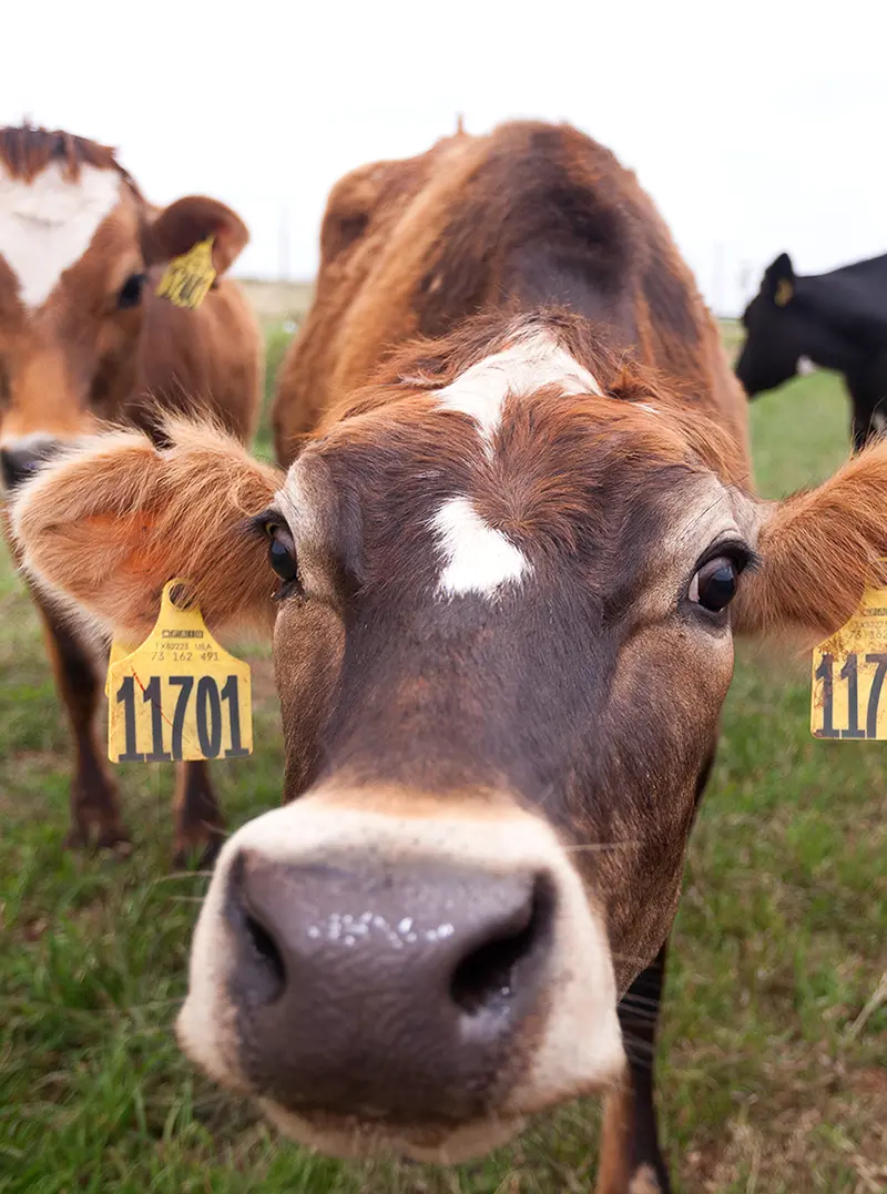 closeup view of a cow