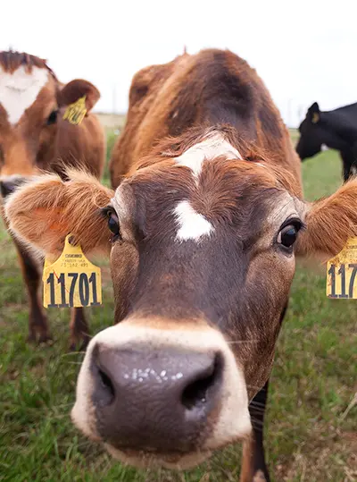 closeup view of a cow